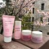 Innisfree Jeju Cherry Blossom Special Kit