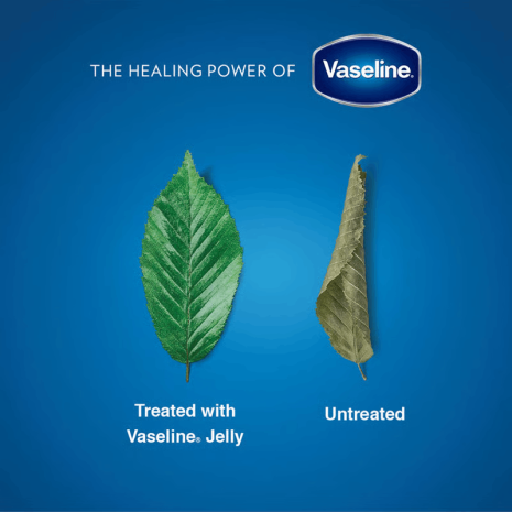 Vaseline Blueseal Cocoa Butter Rich Conditioning Jelly Vaseline Blueseal Cocoa Butter Rich Conditioning Jelly